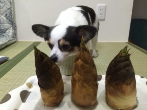 IMG_0980