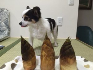 IMG_0982