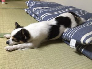 IMG_0995