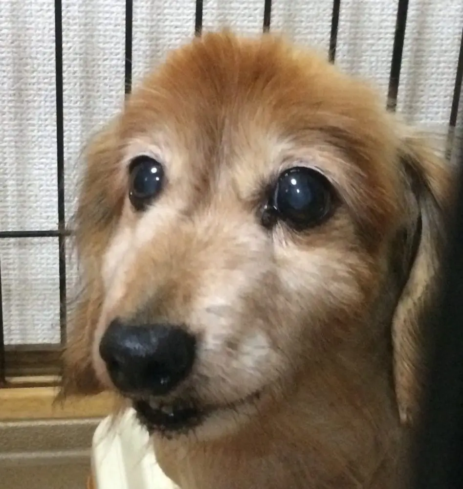 愛犬写真　リンダ