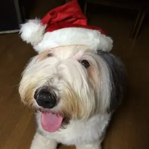 愛犬写真　ウェルビン