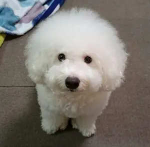 愛犬写真　にも