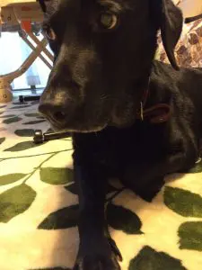 愛犬写真　ベル