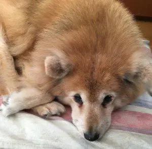 愛犬写真　HAPPY