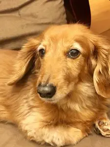 愛犬写真　ロック