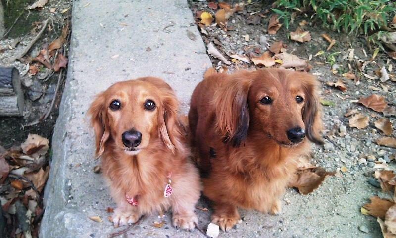 愛犬写真　チャッピー