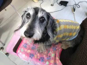 愛犬写真　ブライトン