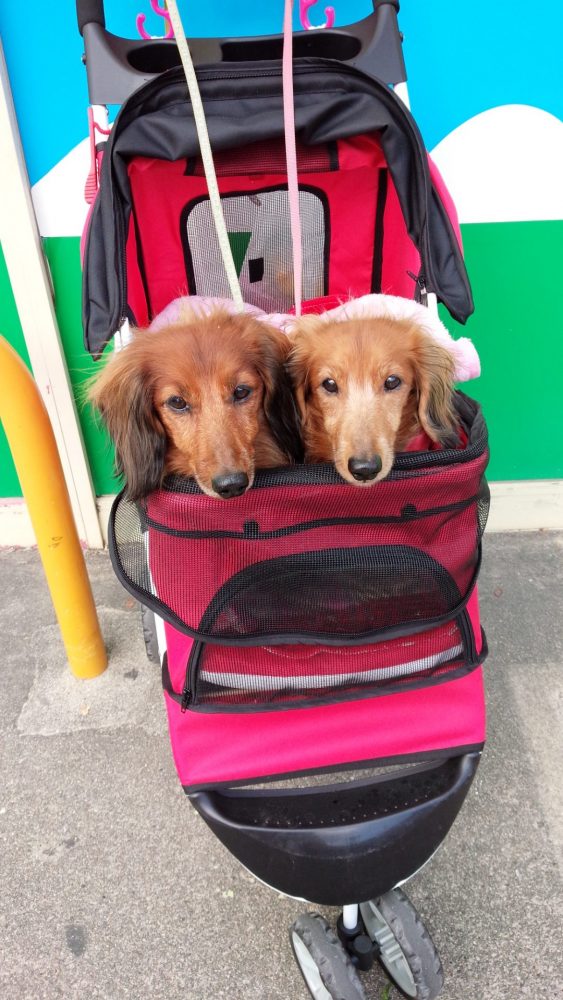 愛犬写真　ペコとクッキー