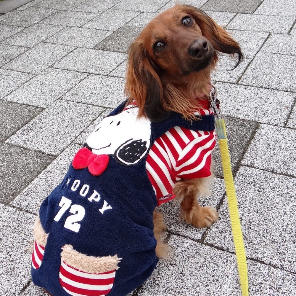 愛犬写真　ハッピー