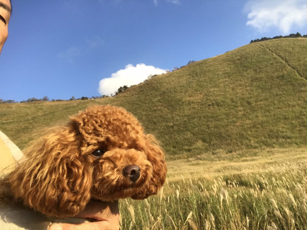 愛犬写真　むぎ