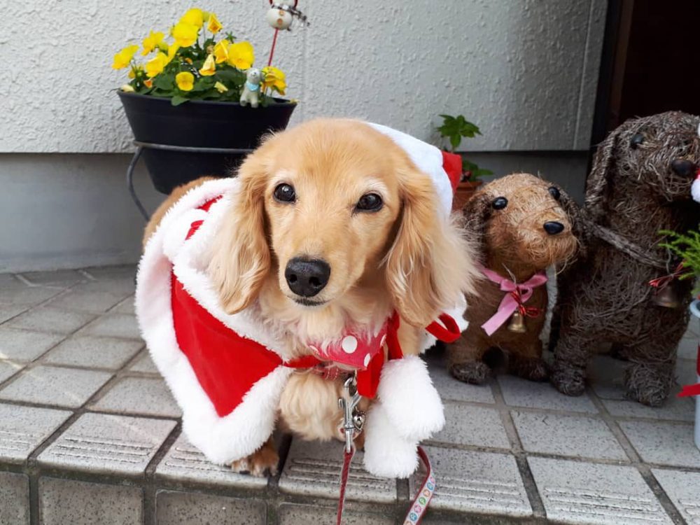 愛犬写真　チャッピー