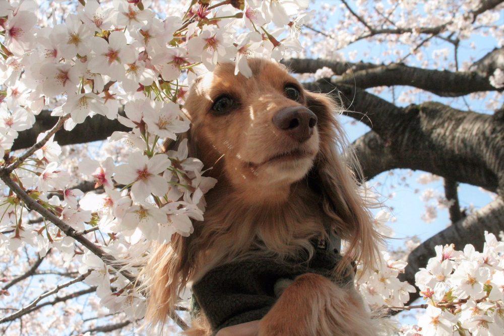 愛犬写真　ココペリ