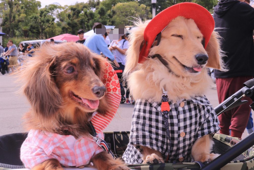 愛犬写真　ベティ・モコ