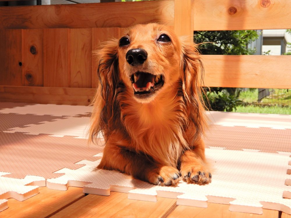 愛犬写真　ぽんず