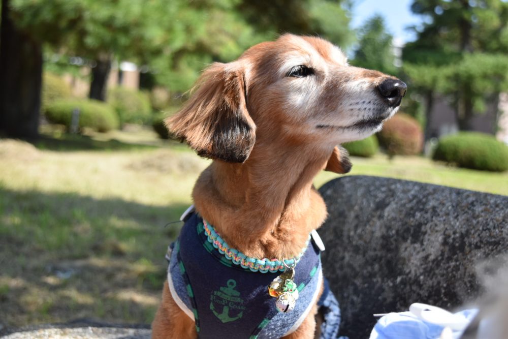 愛犬写真　ジャッ玖