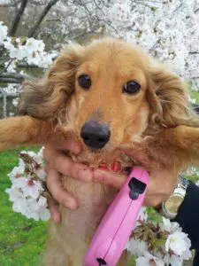 愛犬写真　チョコ
