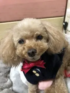 愛犬写真　モコ