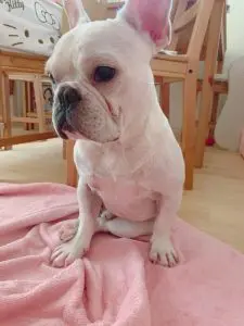 愛犬写真　たま