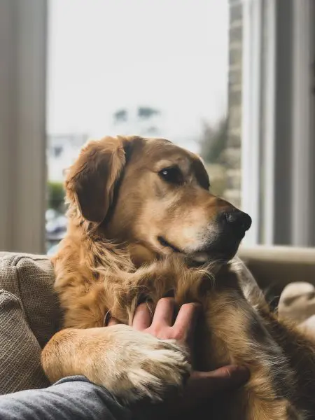 愛犬のマッサージは効果抜群 お家で楽しくリラックス 犬との素敵な物語