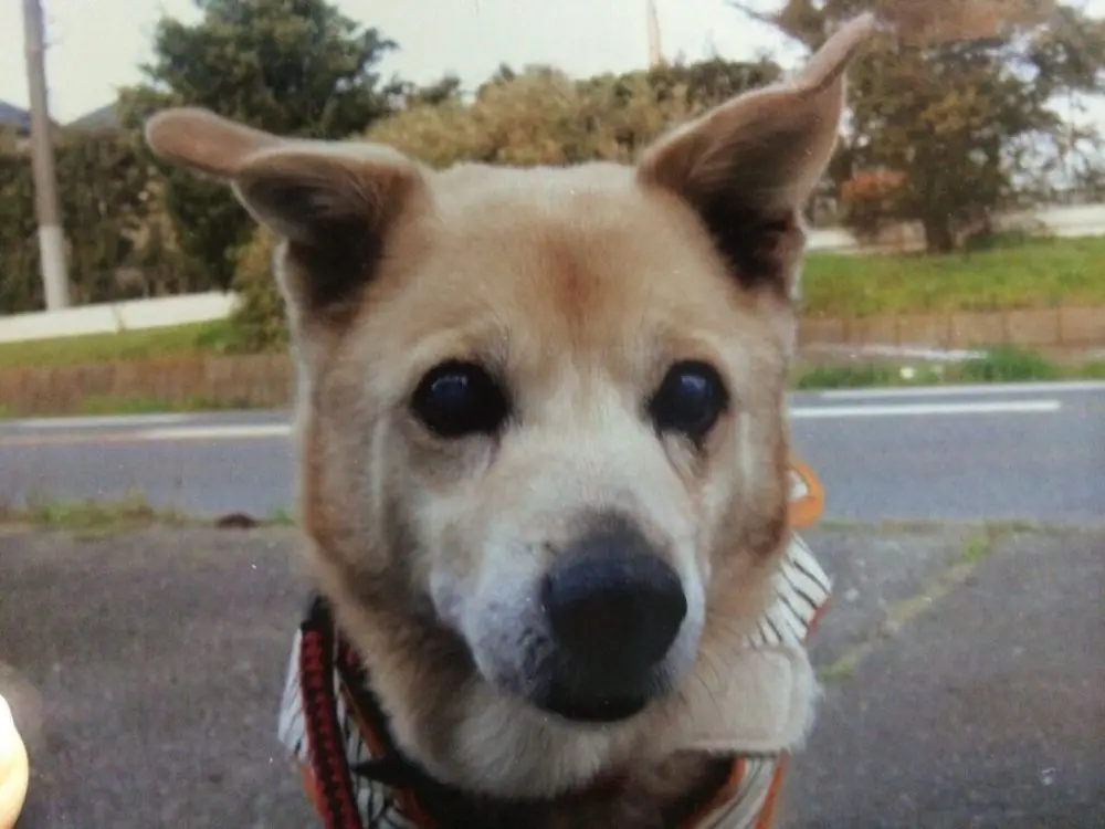 ずっと側にいてくれました ドッグフレンドリー ずっと側にいてくれました ドッグフレンドリー