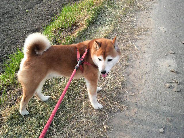 忠誠心の強いヘムちゃん ドッグフレンドリー