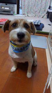 額の模様からマークと命名 – ドッグフレンドリー